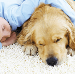 Residential Carpet Cleaning
