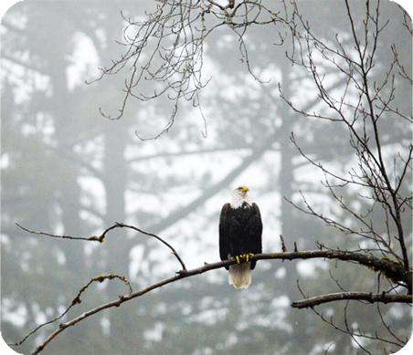 eagle on a branch in foggy forest