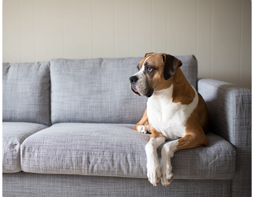 A Guide to a Fur-Free and Fresh-Smelling Home